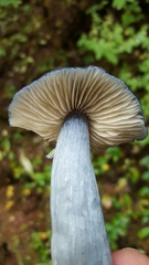 Nitida