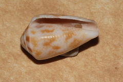 Conus cyanostoma