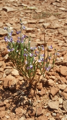 Hebecarpa barbeyana