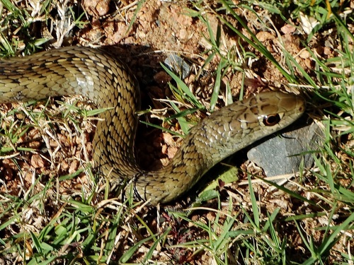 Photo of a Short-snouted Grass Snake (Psammophis brevirostris)