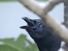 Corvus macrorhynchos