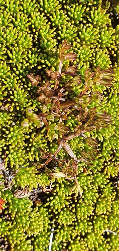 Anisotome deltoidea, 2021-01-26