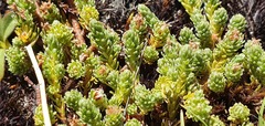 Kelleria laxa