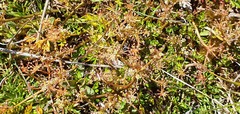 Anisotome deltoidea