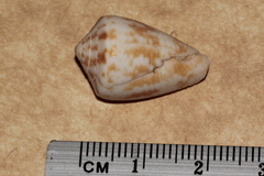 Conus cyanostoma
