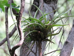 Tillandsia capitata