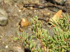 Suaeda arbusculoides