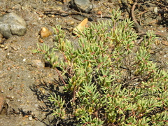 Suaeda arbusculoides