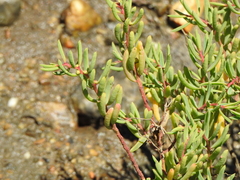 Suaeda arbusculoides