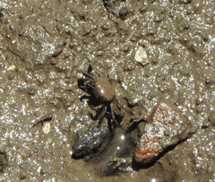 Macrophthalmidae