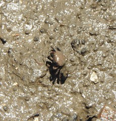 Macrophthalmidae