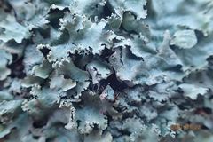 Parmotrema subisidiosum