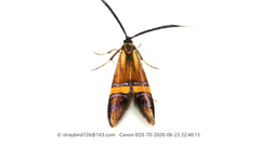 Nemophora staudingerella