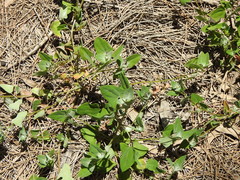 Chenopodium trigonon stellulatum