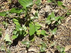 Chenopodium trigonon stellulatum