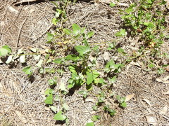 Chenopodium trigonon stellulatum