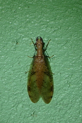 Corydalus flavicornis