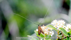 Nemophora staudingerella