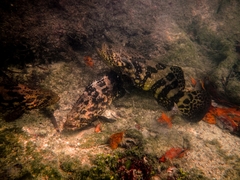 Epinephelus itajara