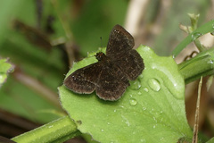 Staphylus ascalaphus