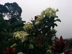 Mussaenda philippica