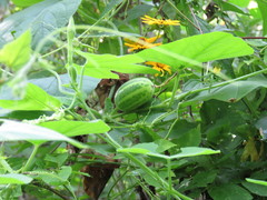 Polyclathra cucumerina