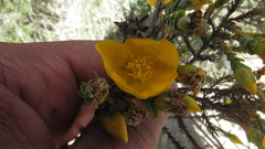 Hypericum goyanesii