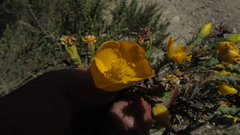Hypericum goyanesii