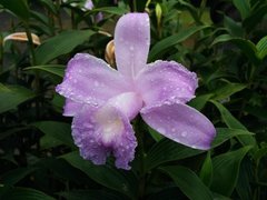Sobralia warszewiczii