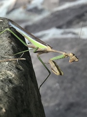 Mantodea