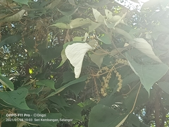 Mallotus paniculatus