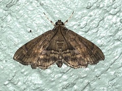 Hymenia perspectalis
