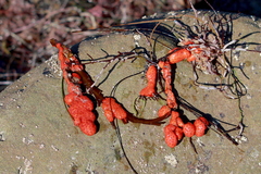 Metandrocarpa dura