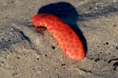 Metandrocarpa dura
