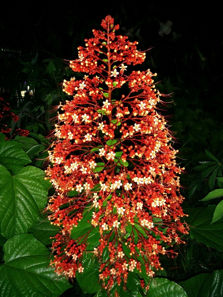 Pagoda Flower (Clerodendrum paniculatum) - Botanical Realm