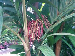 Pinanga coronata