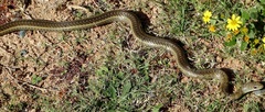 Psammophis brevirostris