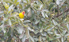 Piranga erythrocephala