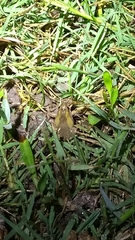 Pseudopaludicola falcipes