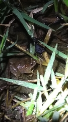 Pseudopaludicola falcipes