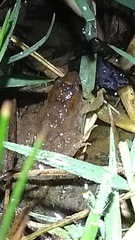 Pseudopaludicola falcipes