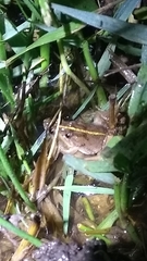 Pseudopaludicola falcipes