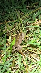 Pseudopaludicola falcipes