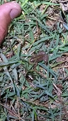 Pseudopaludicola falcipes