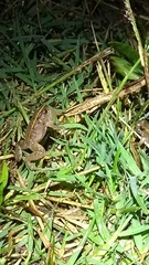 Pseudopaludicola falcipes