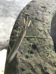 Mantodea