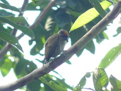 Picumnus olivaceus