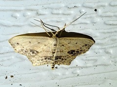 Scopula cacuminaria