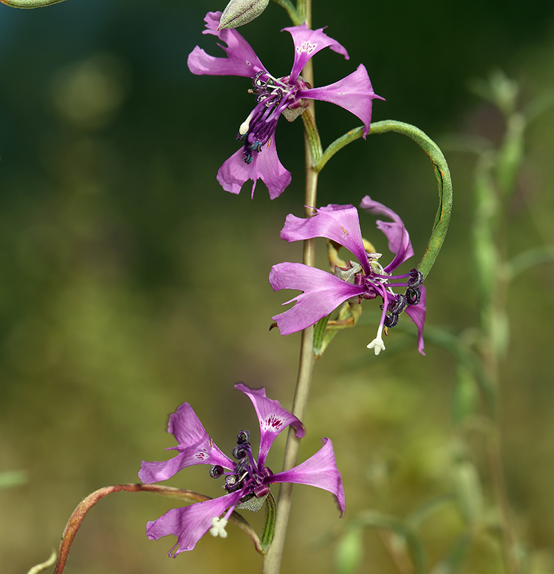 Gunsight clarkia (Clarkia xantiana)