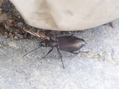 Actenonyx bembidioides